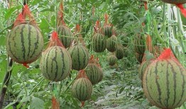 贷贷吃瓜,揭秘贷款市场的甜蜜陷阱与智慧选择