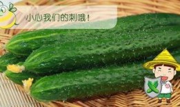 最佳吃瓜选手,揭秘最佳吃瓜选手的瓜界传奇