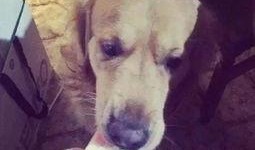 狗狗可以吃伏瓜吗怎么吃,如何安全喂食