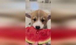 疫情小狗吃瓜,小狗视角下的疫情观察