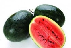 年前专业训练吃瓜,揭秘专业训练中的吃瓜趣事