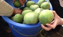 天津吃瓜塘沽,吃瓜群众的美食之旅