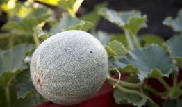 老人吃的瓜面瓜叫什么,老人常食的“瓜面瓜”之谜