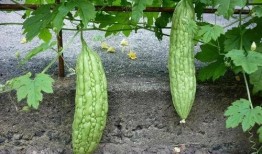 吃瓜记全集播放,揭秘娱乐圈幕后风云