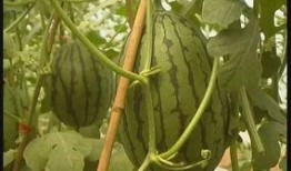 吃瓜观察线,揭秘娱乐圈幕后真相