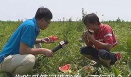 吃瓜都是在哪里吃,揭秘全民吃瓜的欢乐之地