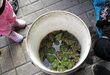 绿青蛙吃瓜,绿青蛙的夏日瓜果盛宴