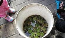 绿青蛙吃瓜,绿青蛙的夏日瓜果盛宴