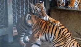 吃瓜说虎,揭秘娱乐圈的神秘面纱