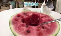 和主人吃瓜系统,趣味互动，畅享欢乐时光