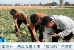 河南商丘吃瓜