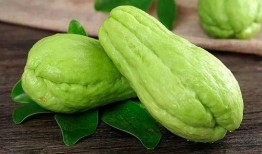 佛手瓜长出黄芽可以吃吗