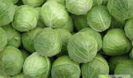 王星樾吃瓜,揭秘娱乐圈背后的真相