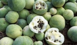 全球吃瓜事件,揭秘网络舆论的狂欢与反思