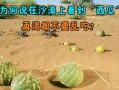 沙漠渴了吃瓜,解渴美食之旅，沙漠里的瓜果飘香