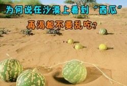 沙漠渴了吃瓜,解渴美食之旅，沙漠里的瓜果飘香