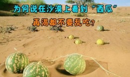 沙漠渴了吃瓜,解渴美食之旅，沙漠里的瓜果飘香