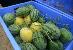 软软吃瓜群,揭秘网络社交圈的趣味与争议