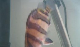 吃小瓜虫,探寻独特风味与营养奥秘