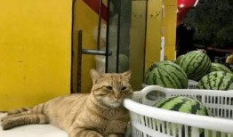 吃瓜人和猫视频,趣味横生的互动瞬间