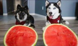 哈士奇吃瓜的好处,解锁狗狗清凉消暑新姿势