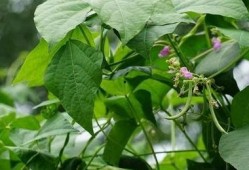 理智吃瓜树叶,揭秘树叶背后的秘密