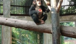 各种动物吃瓜头像