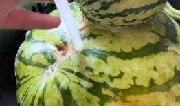 大悟有趣吃瓜视频,大悟吃瓜达人带你领略趣味视频盛宴