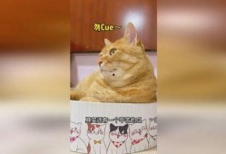黄猫吃瓜,黄猫的瓜田奇遇记