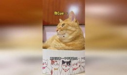 黄猫吃瓜,黄猫的瓜田奇遇记