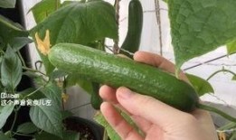 直播吃熟瓜,现场品尝熟瓜的诱人魅力