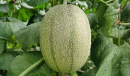 开始吃蜜瓜,甜蜜滋味尽在口中