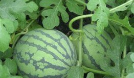 老瓜孕妇可以吃吗,安全与营养两不误