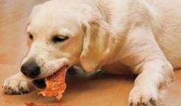 叼盒子吃瓜的狗狗,萌态十足引网友热议