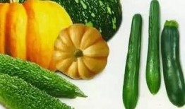 依恋吃瓜,揭秘社交网络中的情感纽带