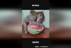 吃瓜大嘴哥,揭秘娱乐圈幕后真相的“瓜王”