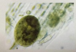 吃小瓜虫,探寻独特风味与营养奥秘