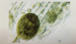 吃小瓜虫,探寻独特风味与营养奥秘