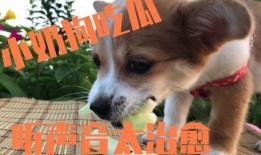 疫情小狗吃瓜,小狗视角下的疫情观察