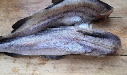 吃大八瓜鱼直播