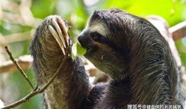 树懒吃狼瓜,揭秘热带雨林中的独特食性