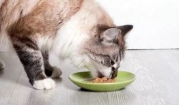微密猫吃瓜,揭秘娱乐圈幕后故事