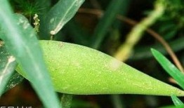 梦见吃梢瓜,探寻梢瓜象征的神秘寓意