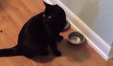 小猫吃瓜直播间,萌宠趣味，欢乐无限