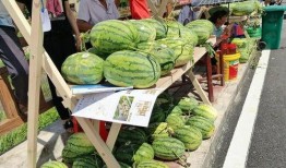 武平县吃瓜,探寻当地特色美食之旅