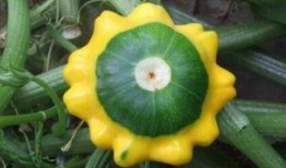 飞碟瓜怎么吃,探索美味新境界