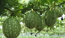 吃的吊瓜,传统与创新交融的味蕾盛宴