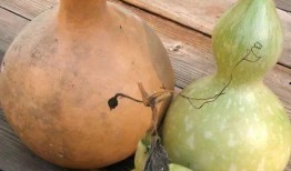 葫芦瓜表皮吃有毒吗,葫芦瓜表皮食用安全解析