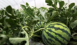 路边吃瓜哥,揭秘街头巷尾的趣味人生