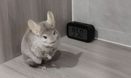 为所欲为吃瓜,揭秘网络时代的“吃瓜群众”现象